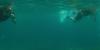 act-aquatiques-immersio-copia-1