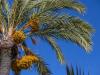 cultura-florides-3