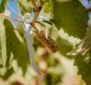 vins-sant-pere
